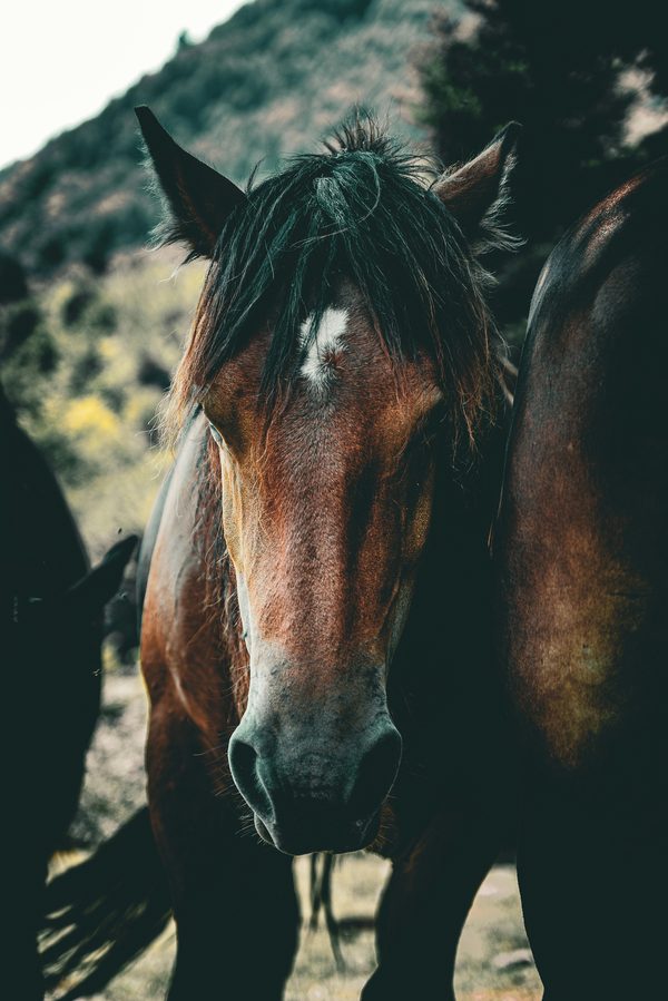 Bijou cheval : l'art de célébrer votre passion équestre